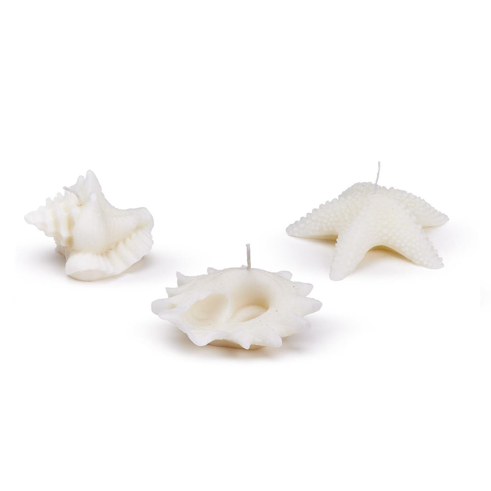 seashell-candle_7484