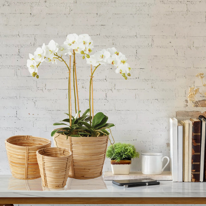 16" Mini Phalaenopsis Drop In