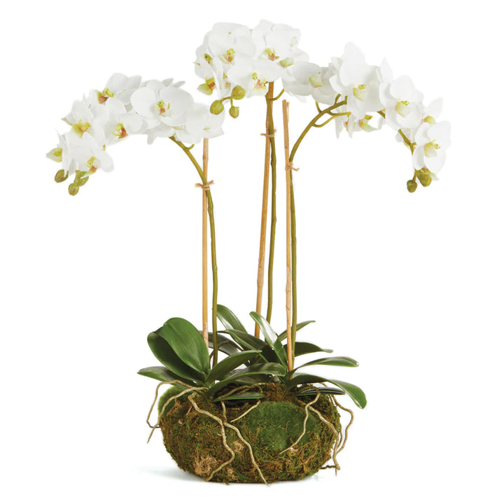 16" Mini Phalaenopsis Drop In
