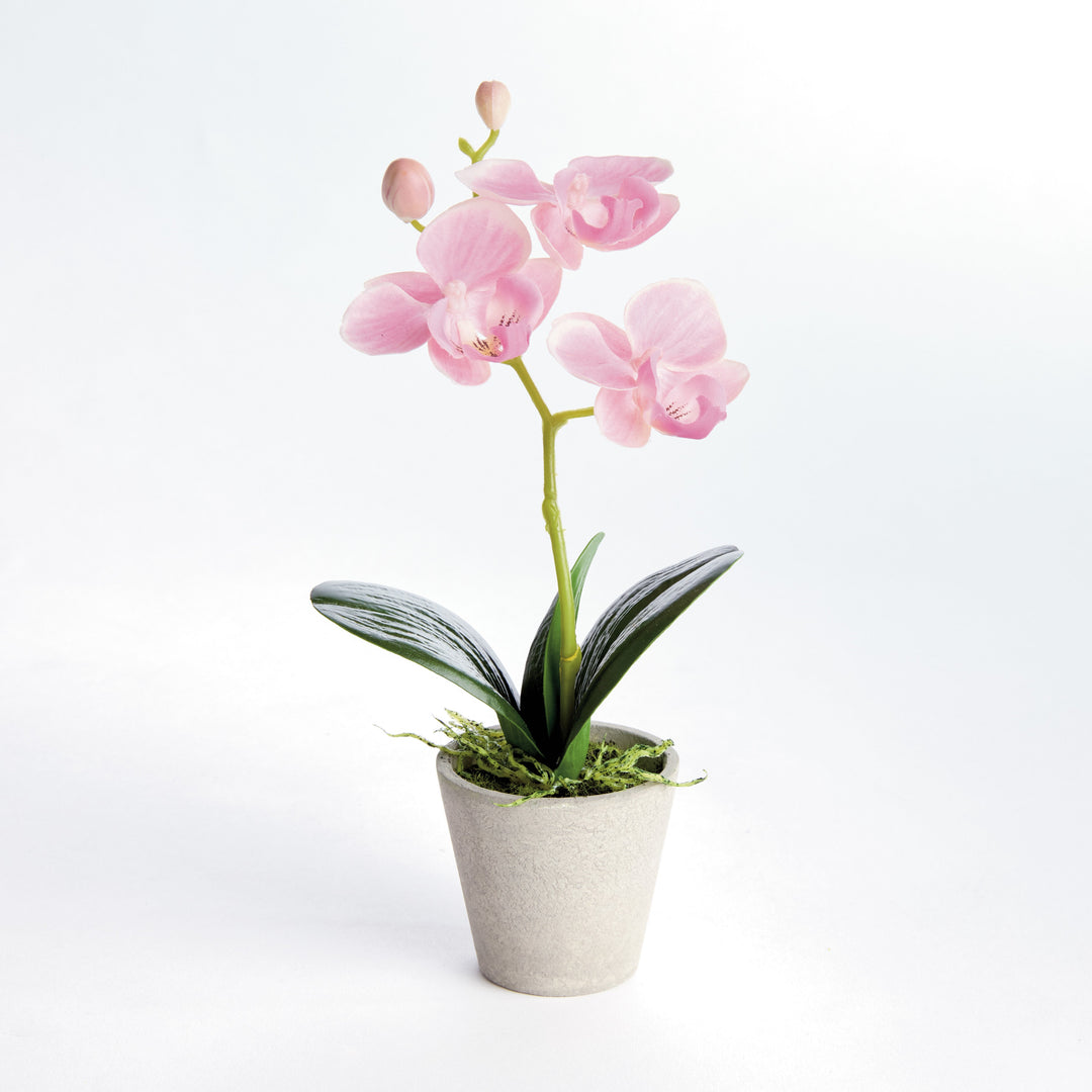 Mini Potted Pink Phalaenopsis Orchid