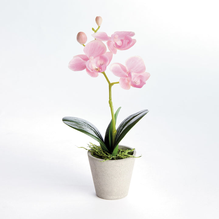 Mini Potted Pink Phalaenopsis Orchid