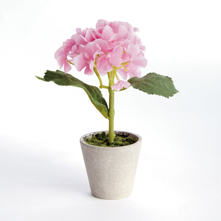 Mini Potted Hydrangea