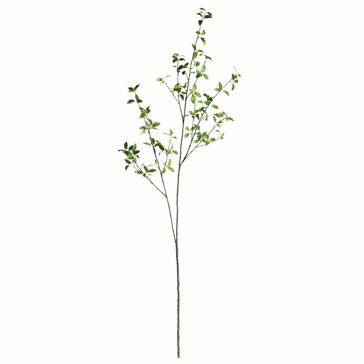 78" Pittosporum Branch