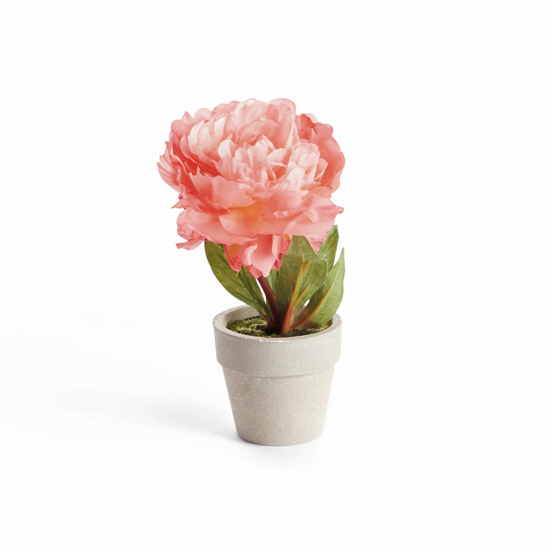 Mini Peony Potted - Coral