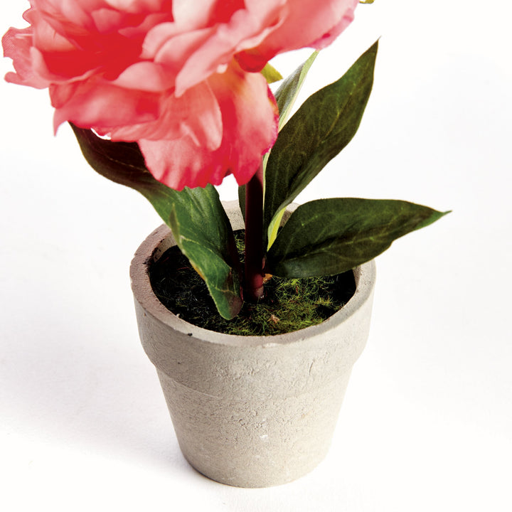 Mini Peony Potted - Coral