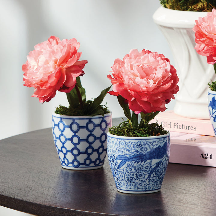 Mini Peony Potted - Coral