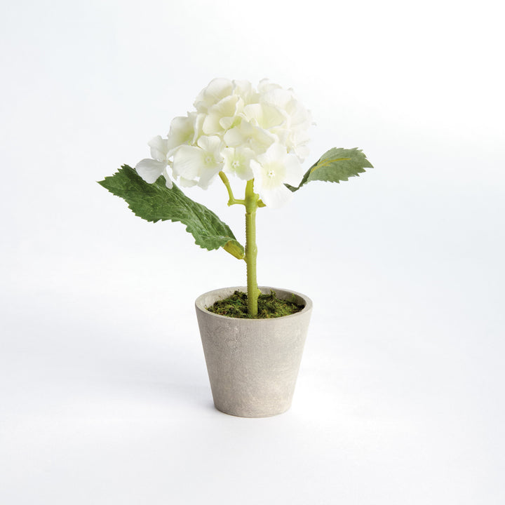 Mini Potted Hydrangea