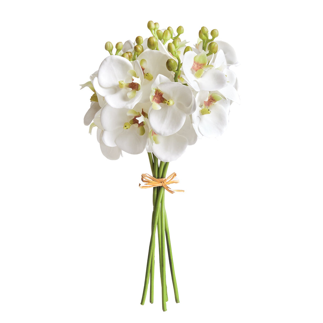Phalaenopsis Orchid Stems Bundle Set of 6