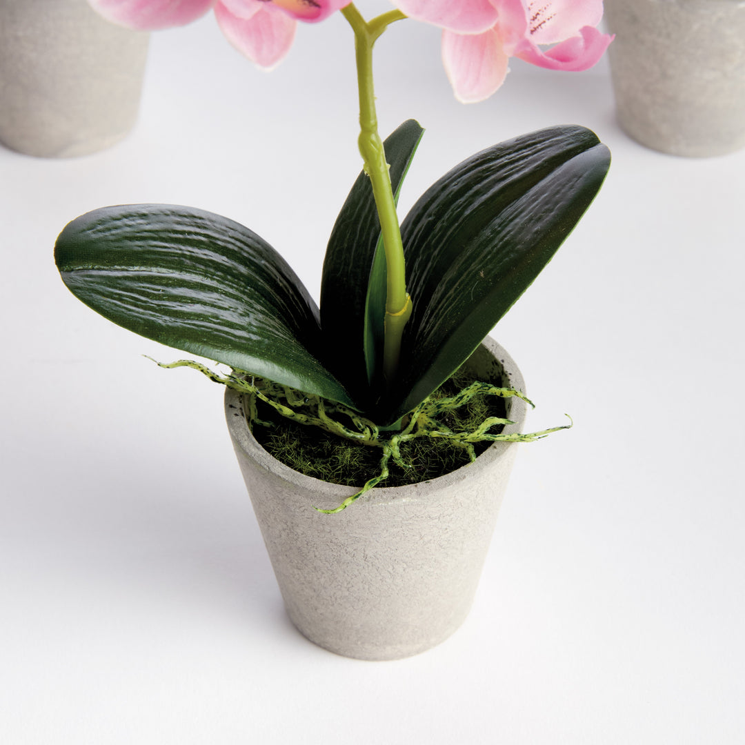 Mini Potted Pink Phalaenopsis Orchid