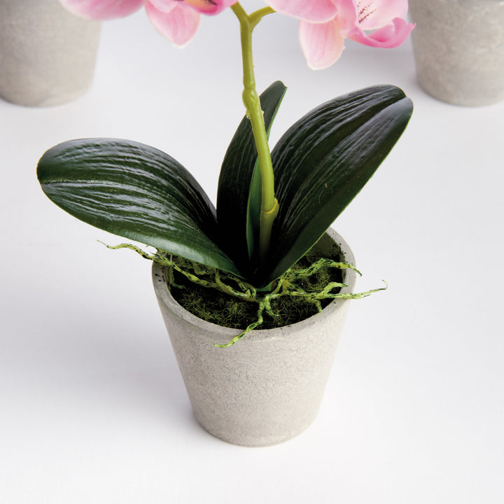 Mini Potted Pink Phalaenopsis Orchid